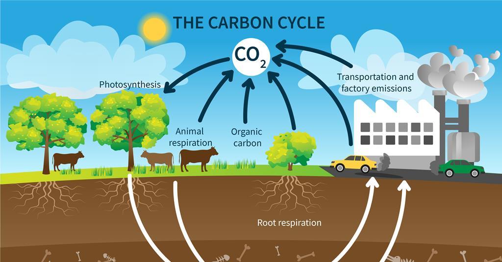 carbon-cycle-gizmo-answer-key
